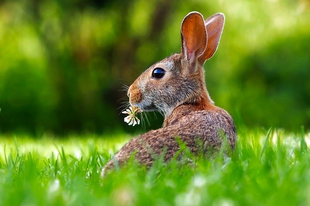 Ein Hase sitzt im Gras und frisst Klee