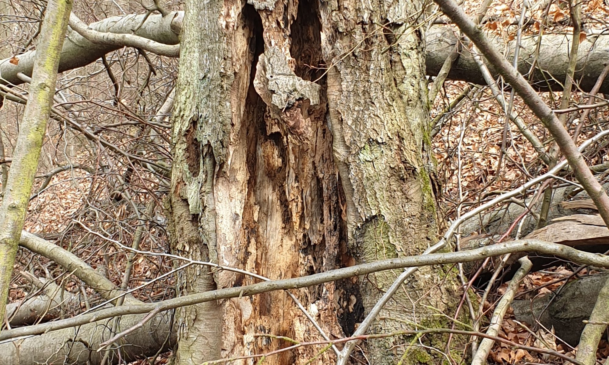 Das Bild zeigt einen abgestorbenen Baum