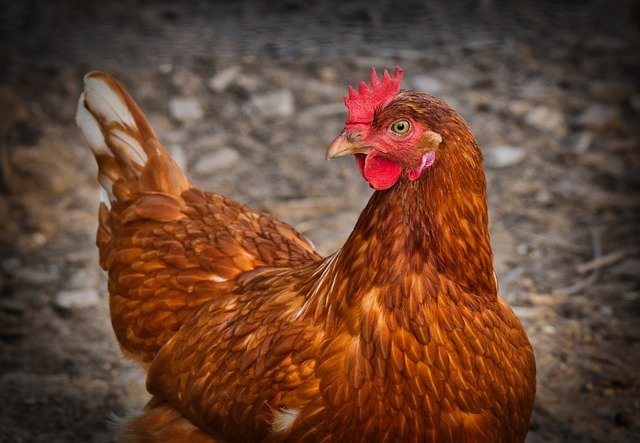Eine braune Henne, Quelle: Pixabay
