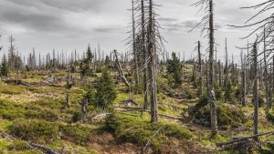 Waldsterben: Man sieht eine Fläche mit totem Baumbestand Foto: Felix Mittermeier by Pixabay