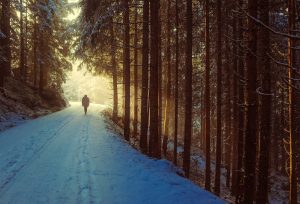Beitragsbild zu einer Veranstaltung. Mit einem Klick auf das Bild gelangen Sie zur Veranstaltung. Ein einzelner Wanderer auf einem schneebedeckten Waldweg, der von Nadelbäumen gesäumt ist.