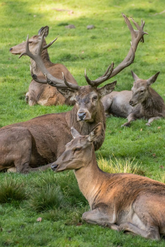 Ein Rudel Rothirsche liegt im Gras