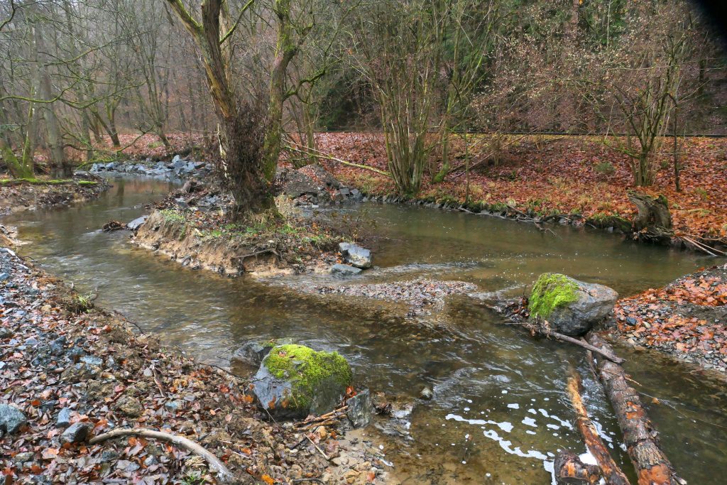 Flusslauf mit Bäumen
