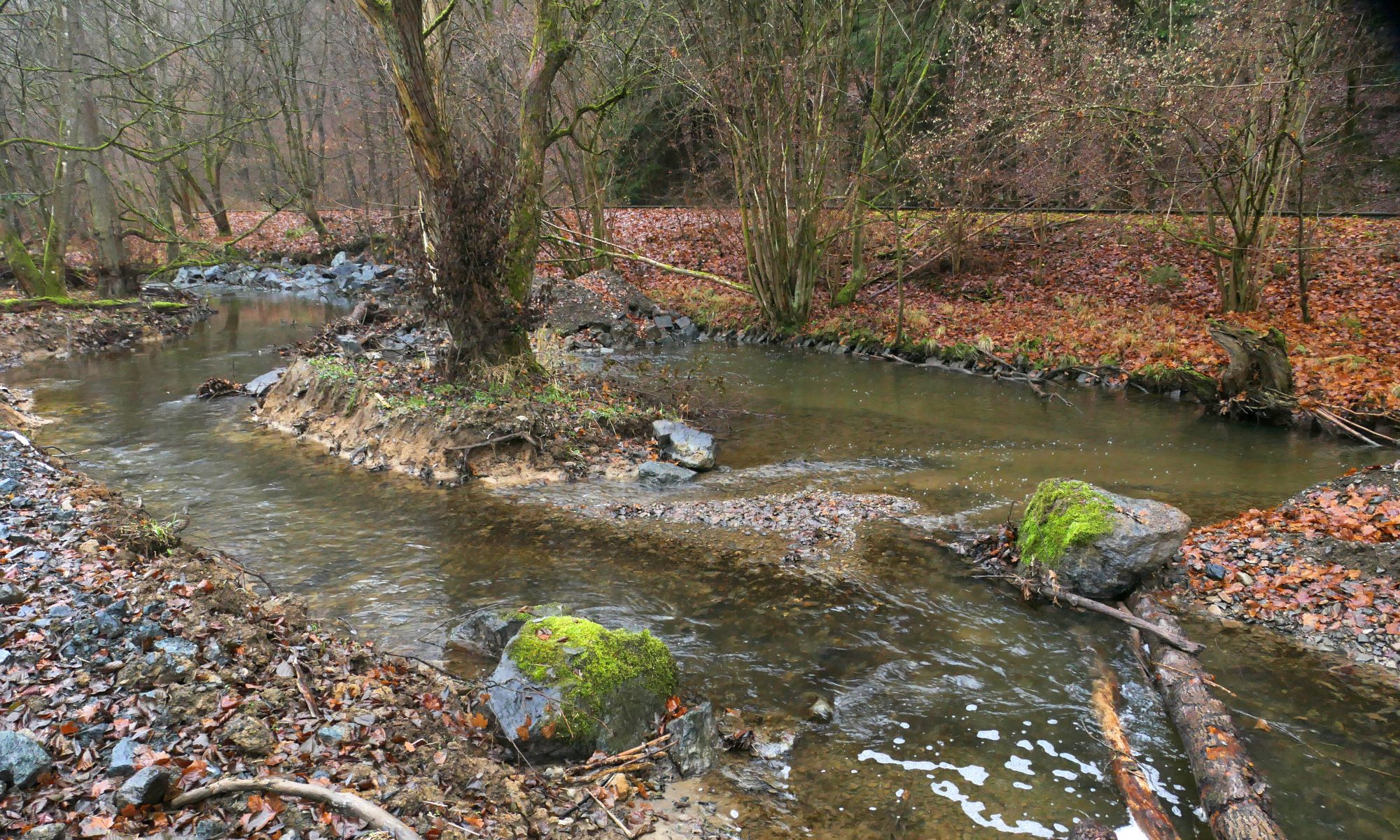 Flusslauf mit Bäumen