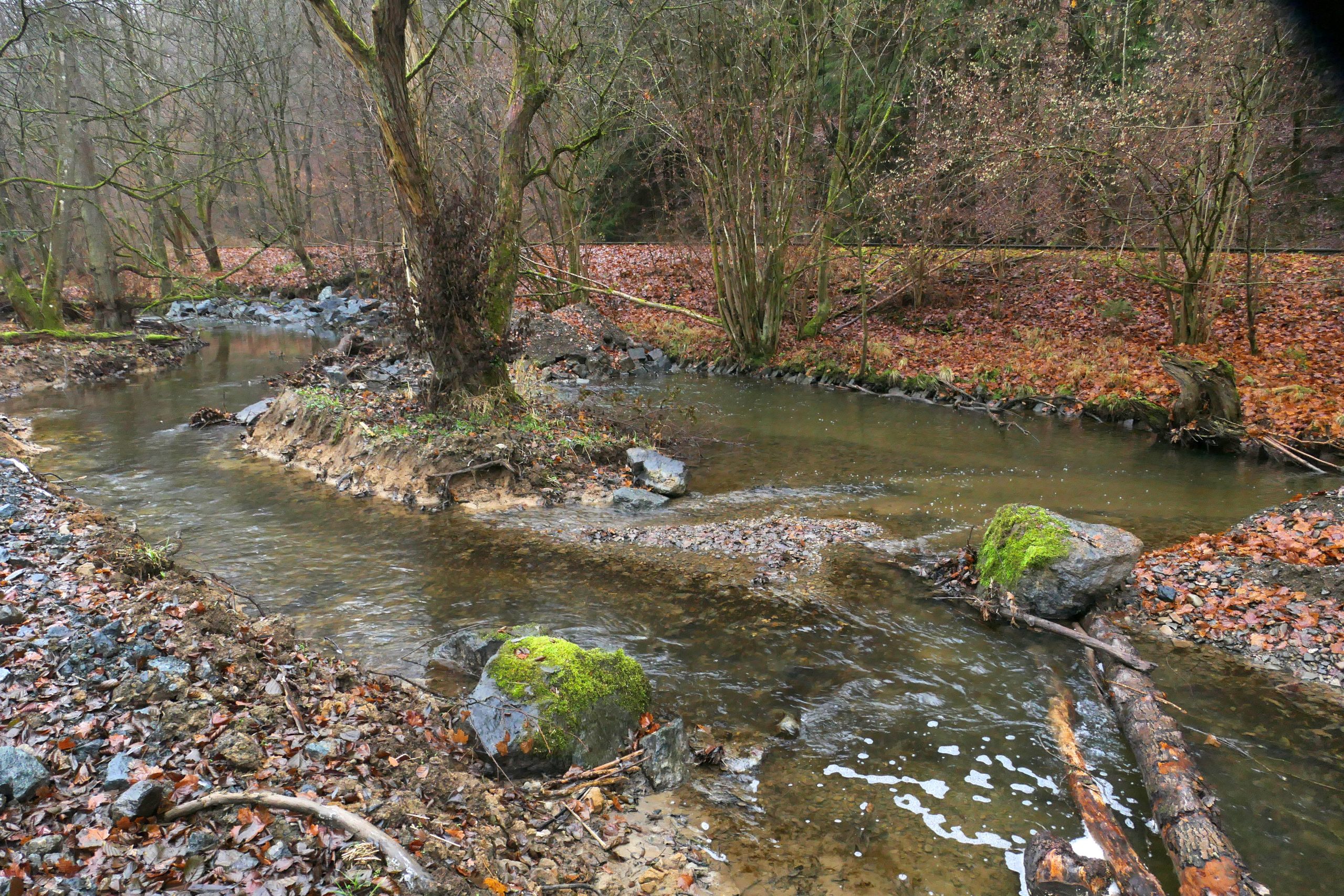 Flusslauf mit Bäumen