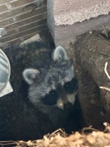 Waschbär sitzt in einem Schacht eines Hauses.