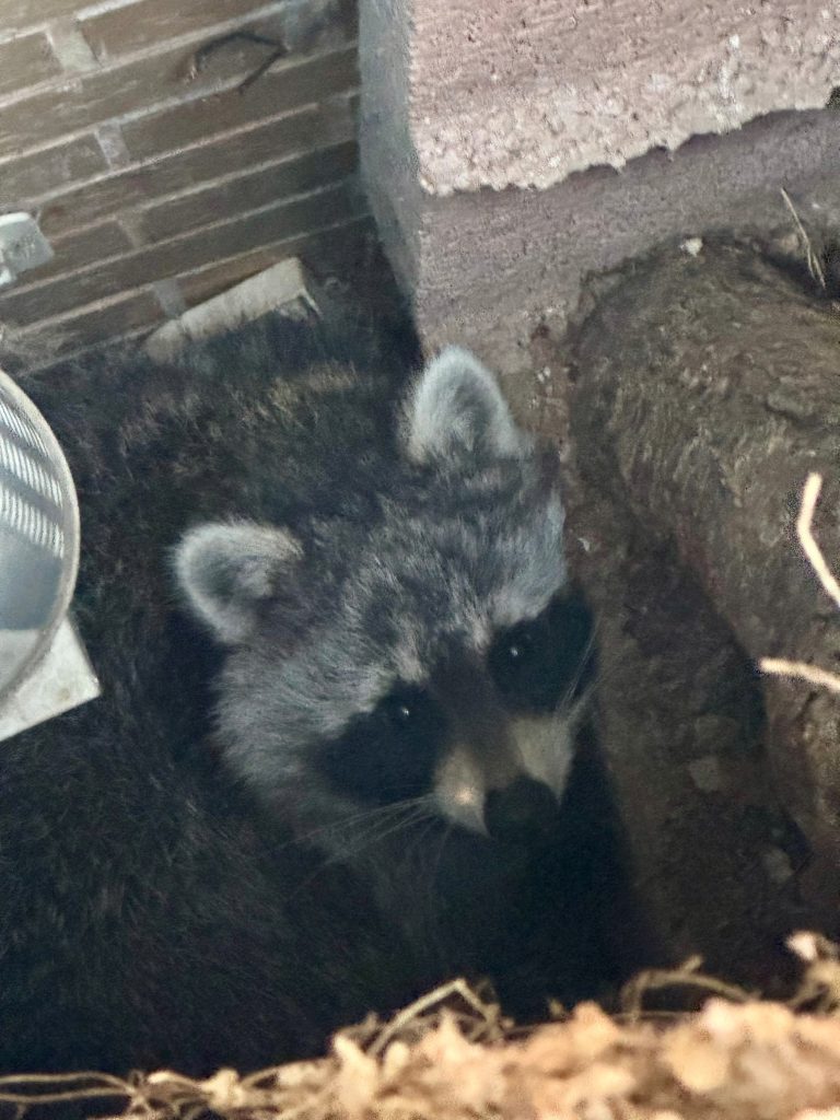 Waschbär sitzt in einem Schacht eines Hauses.
