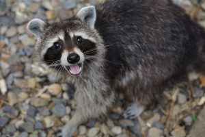 Waschbär mit offenem Maul