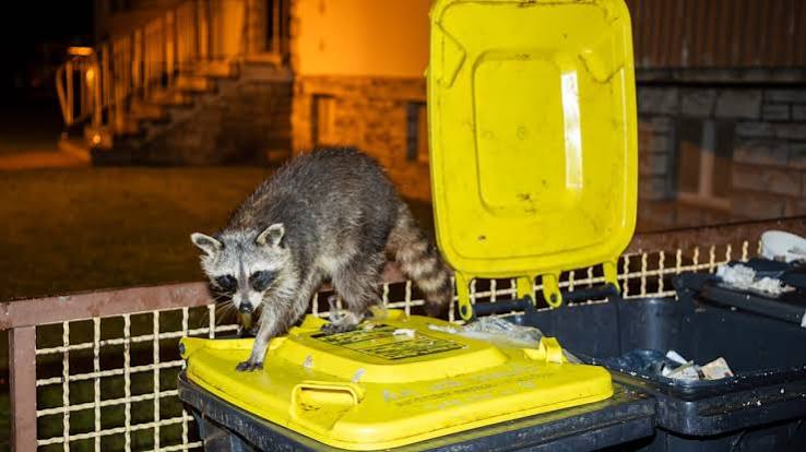 Waschbär auf einer Mülltonne