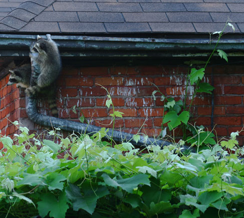 Ein Waschbär klettert an einem Fallrohr empor